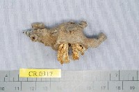 藏品(大和寄居蟹)的圖片